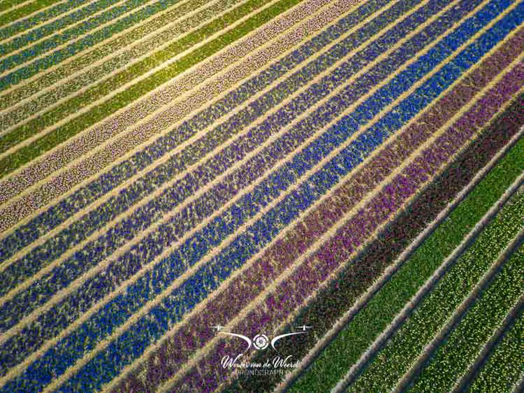 2023-04-18 - Kleurige lijnenspek van de bloembollen, met drone gefotografeerd<br/>Noord-Holland - Nederland<br/>FC3582 - 6.7 mm - f/1.7, 1/1250 sec, ISO 130
