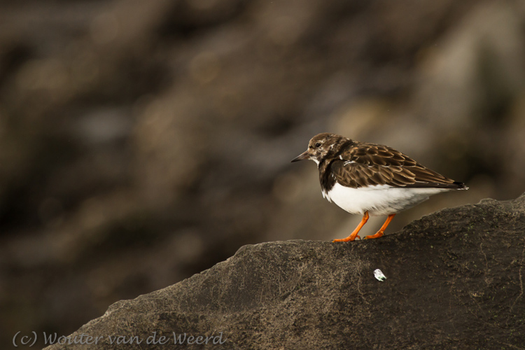 2011-12-30 - Steenloper (Arenaria interpres)<br/>Zuidpier en strand - IJmuiden - Nederland<br/>Canon EOS 7D - 400 mm - f/5.6, 1/640 sec, ISO 400