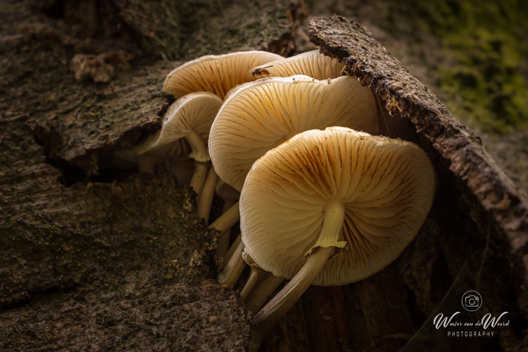 2025-10-10 - I want to break free<br/>Krakelingsebos - Zeist - Nederland<br/>Canon EOS R5 - 100 mm - f/8.0, 0.02 sec, ISO 1600