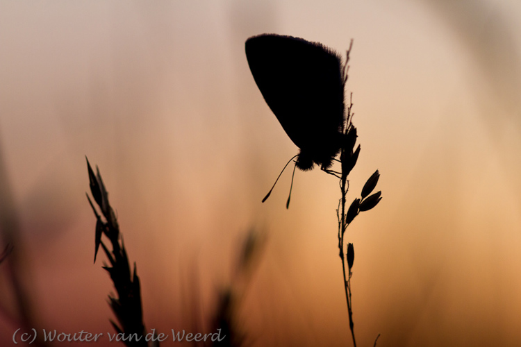 2012-08-09 - Icarusblauwtje in silhouet<br/>Park Vliegbasis Soesterberg - Soesterberg - Nederland<br/>Canon EOS 7D - 100 mm - f/4.0, 1/80 sec, ISO 400