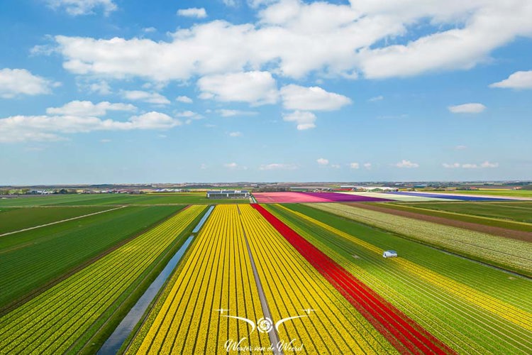 Bloembollenvelden Bloembollenvelden