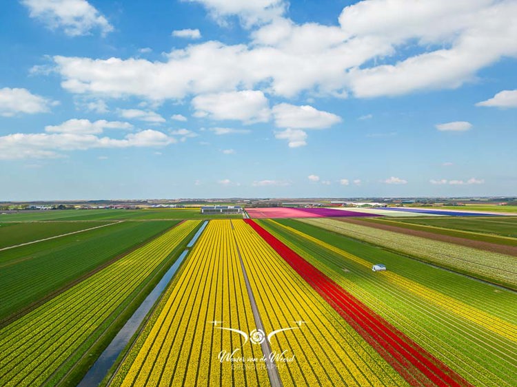 2023-04-18 - Bloembollenveld. gefotografeerd met drone<br/>Noord-Holland - Nederland<br/>FC3582 - 6.7 mm - f/1.7, 1/2000 sec, ISO 100