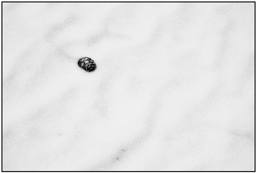 2010-02-15 - Dennenappel in de sneeuw<br/>NP De Hoge Veluwe - Otterlo - Nederland<br/>Canon EOS 50D - 84 mm - f/8.0, 1/60 sec, ISO 400