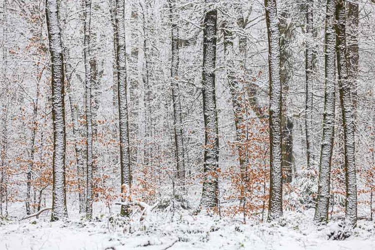 2023-01-20 - Streepjescode<br/>Kaapse Bossen - Doorn - Nederland<br/>Canon EOS R5 - 125 mm - f/4.0, 0.01 sec, ISO 800