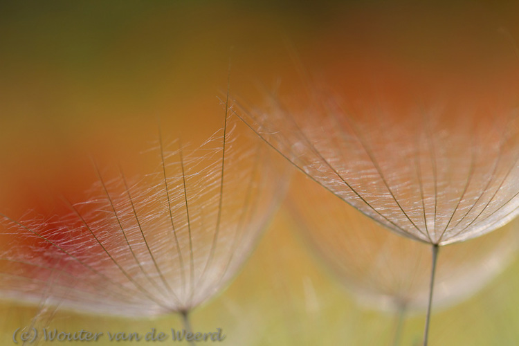 2012-05-07 - Pluis van de Morgenster<br/>Lesbos - Griekenland<br/>Canon EOS 7D - 100 mm - f/4.0, 1/640 sec, ISO 200