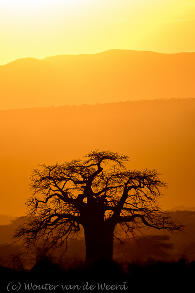 2015-10-18 - Baobab boom bij ondergaande zon<br/>Omgeving Lake Manyara NP - Tanzania<br/>Canon EOS 7D Mark II - 420 mm - f/4.0, 1/640 sec, ISO 125