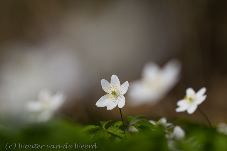 2012-03-22 - Bosanemonen<br/>Landgoed Amelisweerd - Bunnik-Utrecht - Nederland<br/>Canon EOS 7D - 100 mm - f/3.2, 1/3200 sec, ISO 200