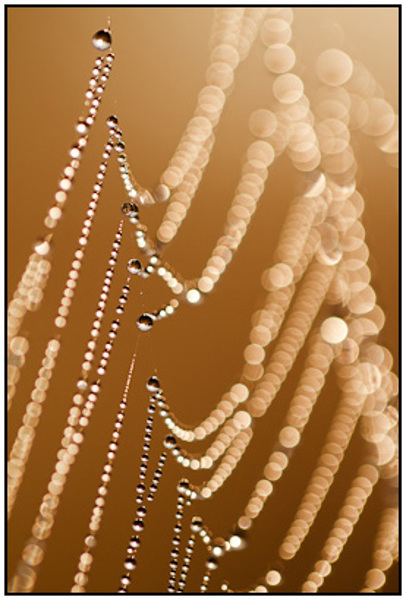 2011-10-01 - Spinnenweb met dauwdruppels<br/>Zeist - Nederland<br/>Canon EOS 7D - 100 mm - f/2.8, 1/8000 sec, ISO 400