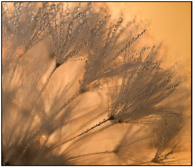 2011-10-01 - Paardenbloem-pluis met dauwdruppels<br/>De Bilt - Nederland<br/>Canon EOS 7D - 100 mm - f/3.2, 1/640 sec, ISO 400