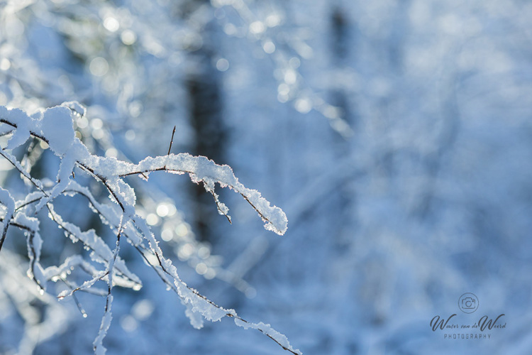 2026-01-04 - Subtiel laagje sneeuw op het dunne takje<br/>Bornia -Heidestein - Zeist - Nederland<br/>Canon EOS R6m2 - 120 mm - f/5.0, 1/800 sec, ISO 800