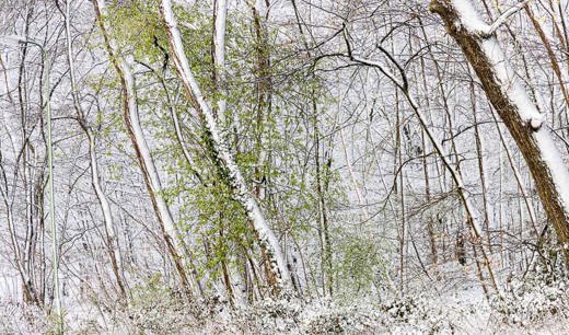 2022-04-01 - Sneeuw op 1 april 2022<br/>Parkje - Zeist - Nederland<br/>Canon EOS R5 - 105 mm - f/8.0, 0.01 sec, ISO 200