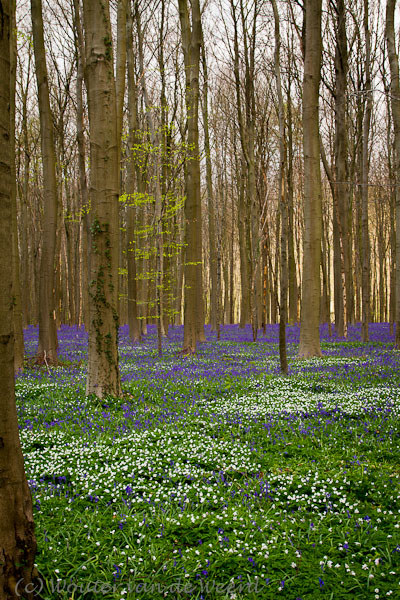 2012-04-16 - Een tapijt van Bosanemonen en Wilde Hyacinten<br/>Hallerbos - Halle - Belgie<br/>Canon EOS 7D - 32 mm - f/8.0, 0.04 sec, ISO 200