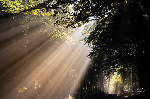 2022-09-30 - Sfeer in het bos met zonneharpen<br/>Austerlitz - Nederland<br/>Canon EOS R5 - 63 mm - f/8.0, 1/80 sec, ISO 400