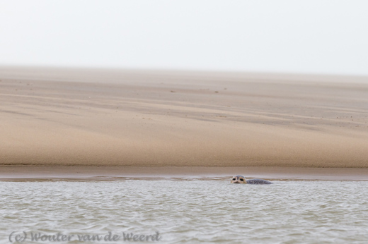 2014-01-07 - Zeehond bij het strand<br/>Strand - Katwijk - Nederland<br/>Canon EOS 7D - 200 mm - f/5.6, 1/800 sec, ISO 800