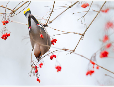 Pestvogels