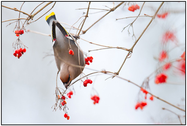 2011-03-05 - Pestvogel in de bessenstruik<br/>Park bij Boterslootweg - Wijk bij Duurstede - Nederland<br/>Canon EOS 7D - 420 mm - f/4.0, 1/200 sec, ISO 400