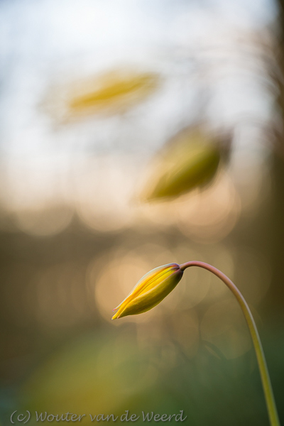 2016-04-07 - Bostulpen <br/>Landgoed Amelisweerd - Bunnik-Utrecht - Nederland<br/>Canon EOS 5D Mark III - 100 mm - f/3.5, 1/320 sec, ISO 800
