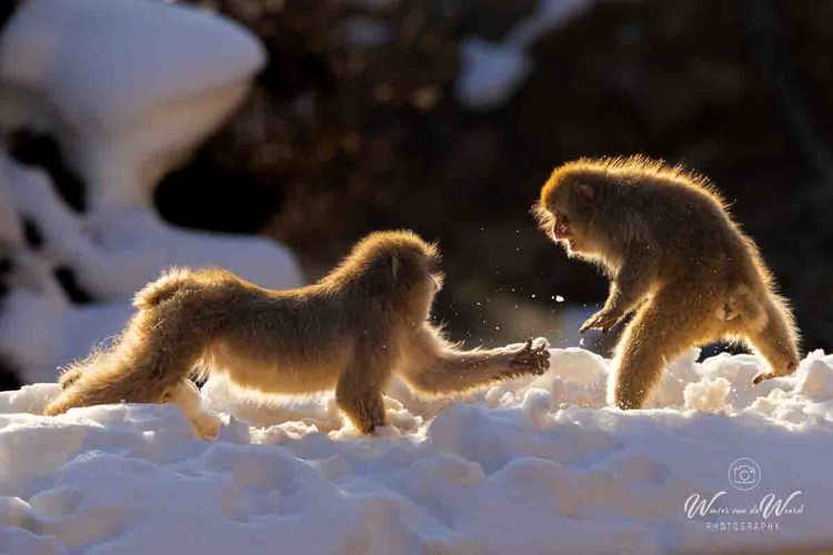 2026-02-13 - Sneeuw-gevecht<br/>Jigokudani Monkey Park - Yamanouchi - Japan<br/>Canon EOS R5m2 - 343 mm - f/7.1, 1/400 sec, ISO 200