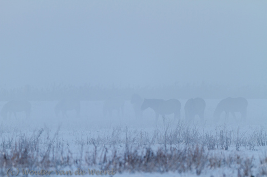 2012-12-08 - Konikpaarden in de mist en sneeuw<br/>Oostvaardersplassen - Lelystad - Nederland<br/>Canon EOS 7D - 300 mm - f/2.8, 1/500 sec, ISO 160