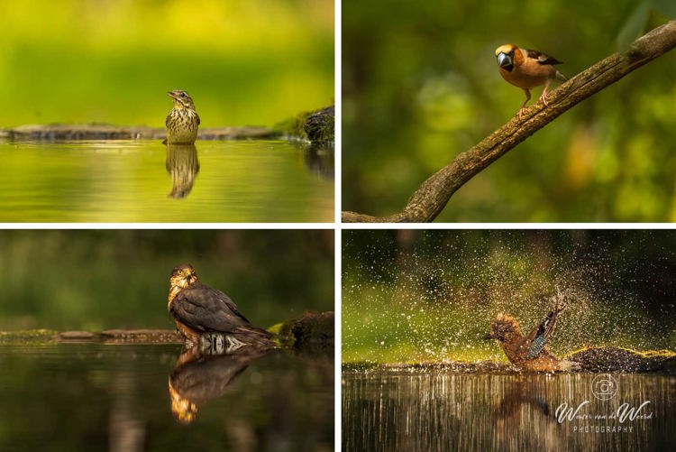 Fotohutten Bence Mate Hongarije - lijster, appelvink, sperwer en gaai