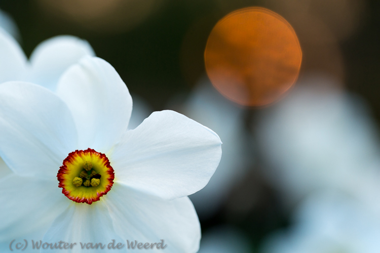 2016-04-14 - Cirkels<br/>Landgoed Amelisweerd - Bunnik-Utrecht - Nederland<br/>Canon EOS 5D Mark III - 100 mm - f/3.5, 1/160 sec, ISO 400