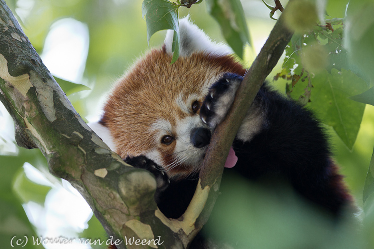 2011-09-25 - Kleine panda / rode panda (Ailurus fulgens)<br/>Diergaarde Blijdorp - Rotterdam - Nederland<br/>Canon EOS 7D - 300 mm - f/2.8, 1/160 sec, ISO 400