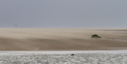 2014-01-07 - Zeehonden bij het strand<br/>Strand - Katwijk - Nederland<br/>Canon EOS 7D - 160 mm - f/5.6, 1/640 sec, ISO 200
