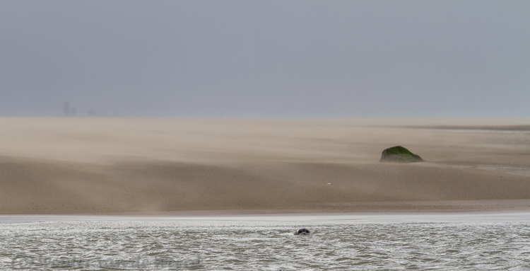 2014-01-07 - Zeehonden bij het strand<br/>Strand - Katwijk - Nederland<br/>Canon EOS 7D - 160 mm - f/5.6, 1/640 sec, ISO 200