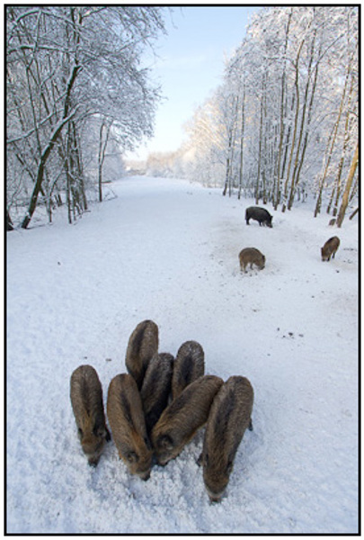2010-12-20 - Wilde zwijnen wroetend in de sneeuw<br/>Natuurpark Lelystad - Lelystad - Nederland<br/>Canon EOS 7D - 10 mm - f/6.3, 1/320 sec, ISO 200