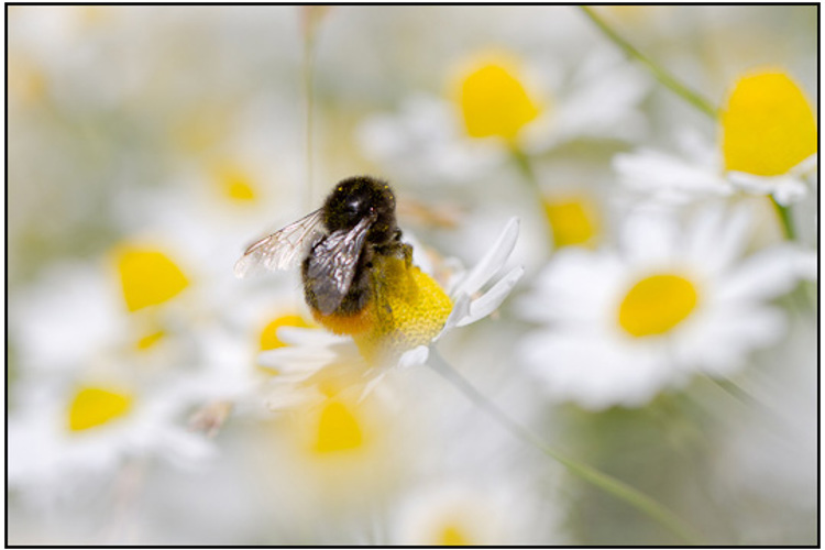 Bloemetjes