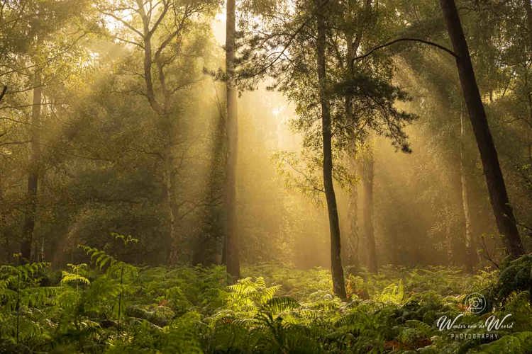 2024-09-07 - Sfeer in het bos<br/>Nederland<br/>Canon EOS R5 - 85 mm - f/8.0, 0.04 sec, ISO 100