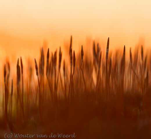 2013-03-04 - Ruig haarmos - in vuur en vlam<br/>Loonse en Drunense duinen - Loon op Zand - Nederland<br/>Canon EOS 7D - 100 mm - f/2.8, 1/640 sec, ISO 200
