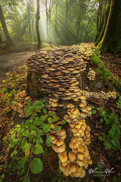 2026-10-02 - Paddenstoelen en zonneharp - met groothoeklens<br/>Speuldersbos - Garderen - Nederland<br/>Canon EOS R5m2 - 14 mm - f/16.0, 0.4 sec, ISO 100
