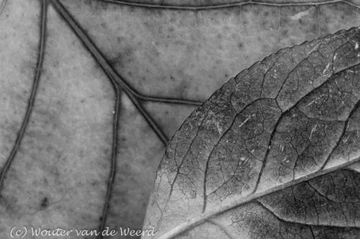 2011-11-13 - Herfstbladeren in zwart-wit<br/>Thuis - Zeist - Nederland<br/>Canon EOS 7D - 100 mm - f/22.0, 0.3 sec, ISO 200