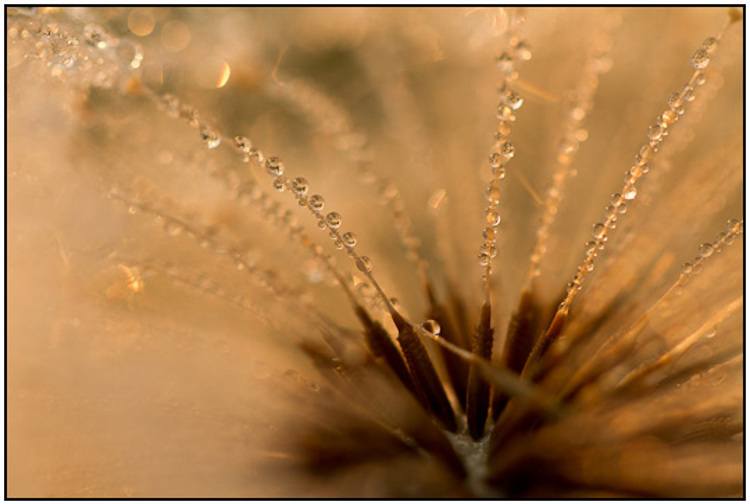 2011-10-01 - Paardenbloem-pluis met dauwdruppels<br/>De Bilt - Nederland<br/>Canon EOS 7D - 100 mm - f/2.8, 1/500 sec, ISO 400