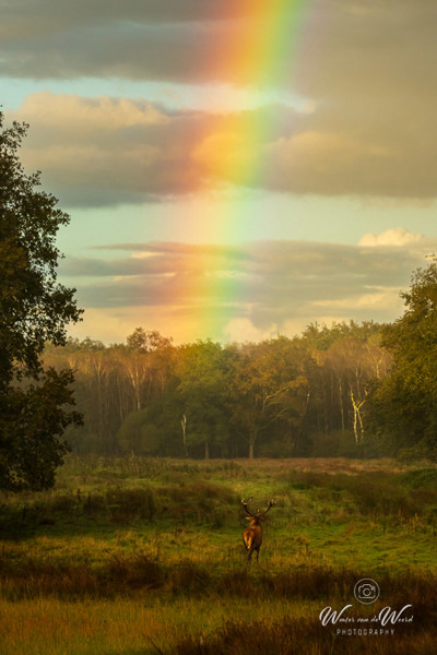 2024-09-28 - Hert en regenboog<br/>Weerterbos - Nederweert - Nederland<br/>Canon EOS R6m2 - 200 mm - f/5.6, 1/2000 sec, ISO 3200