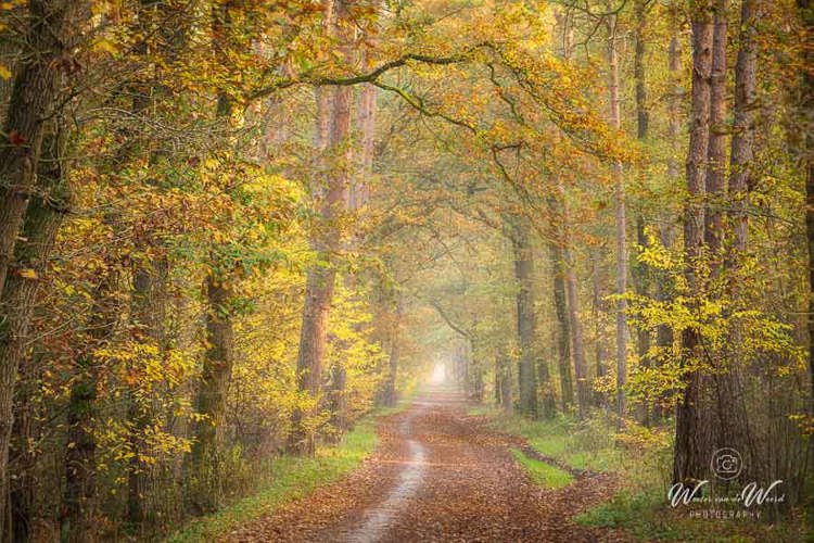 2025-11-07 - Kronkelpaadje in herfstig bos<br/>Erfgooiersbos - Hilversum - Nederland<br/>Canon EOS R5 - 168 mm - f/8.0, 1/8 sec, ISO 400