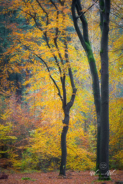 2021-11-13 - Dansend in de herfstkleuren<br/>Krakelingse Bos - Zeist - Nederland<br/>Canon EOS 5D Mark III - 168 mm - f/11.0, 1.6 sec, ISO 100