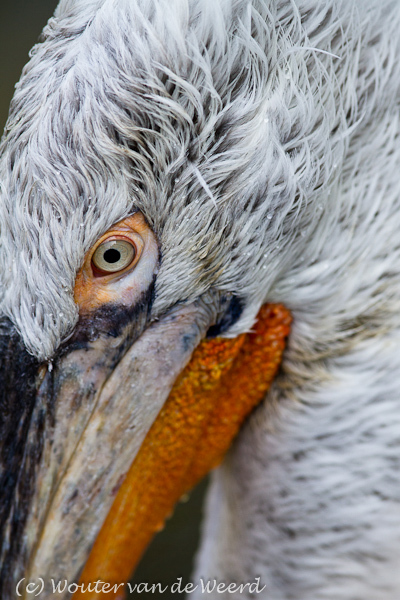 2011-09-25 - Portret van een Kroeskoppelikaan<br/>Diergaarde Blijdorp - Rotterdam - Nederland<br/>Canon EOS 7D - 300 mm - f/4.0, 1/640 sec, ISO 200