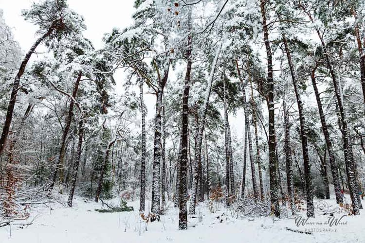 2026-01-03 - De sneeuw is mooi tegen de stamen geblazen<br/>Zeisterbos - Zeist - Nederland<br/>Canon EOS R6m2 - 24 mm - f/8.0, 1/80 sec, ISO 800