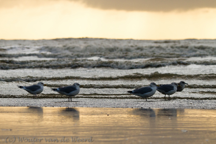 2011-12-30 - De vijf<br/>Zuidpier en strand - IJmuiden - Nederland<br/>Canon EOS 7D - 170 mm - f/5.6, 1/1600 sec, ISO 800