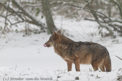 2013-01-20 - Wolf in de sneeuw<br/>Biotopwildpark Anholter Schweiz - Isselburg - Duitsland<br/>Canon EOS 7D - 300 mm - f/2.8, 1/160 sec, ISO 125