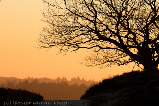 2012-01-16 - Boomsilhouet tijdens zonsopkomst<br/>Veluwezoom / Posbank - Rheden - Nederland<br/>Canon EOS 7D - 190 mm - f/8.0, 1/250 sec, ISO 200