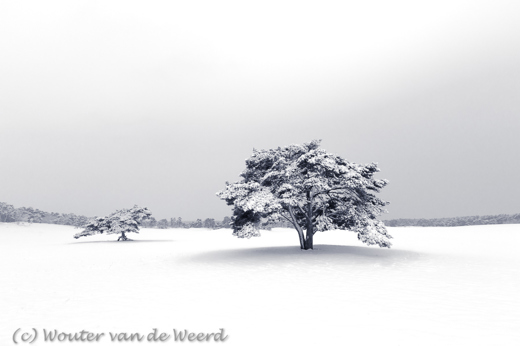 2017-02-12 - Vliegdennen in de sneeuw<br/>De Lange Duinen - Soest - Nederland<br/>Canon EOS 5D Mark III - 16 mm - f/8.0, 1/80 sec, ISO 400