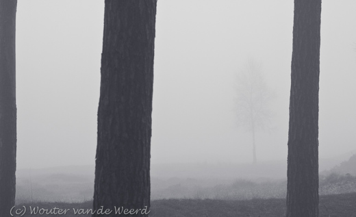 2011-11-21 - Bomen in de mist<br/>Heidestein - Zeist - Nederland<br/>Canon EOS 7D - 75 mm - f/8.0, 1/60 sec, ISO 400