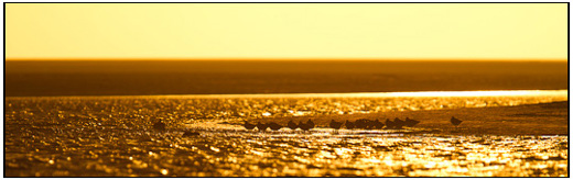 2011-05-22 - Vogels aan de waterrand bij een laagstaande zon<br/>De Slufter - Texel - Nederland<br/>Canon EOS 7D - 420 mm - f/4.0, 1/2500 sec, ISO 200
