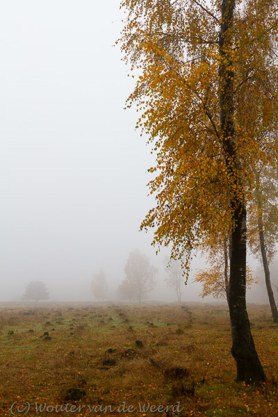 2012-11-19 - Gele Berk in mistig landschap<br/>Plantage Willem III - Elst - Nederland<br/>Canon EOS 7D - 24 mm - f/8.0, 1/60 sec, ISO 400