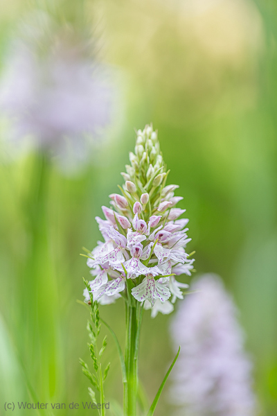 2020-06-02 - Gevlekte orchis<br/>Texel - Nederland<br/>Canon EOS 5D Mark III - 100 mm - f/3.2, 1/160 sec, ISO 200