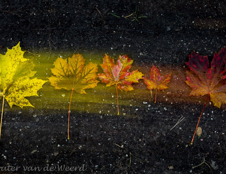 Herfst Herfst