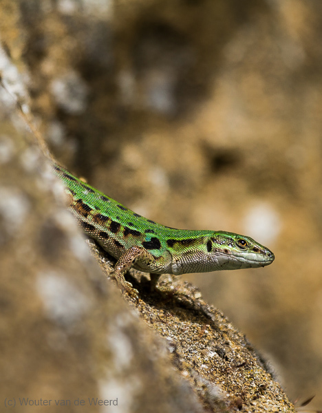 2013-04-29 - Hagedis<br/>Toscane - Omgeving Pienza - Italië<br/>Canon EOS 7D - 400 mm - f/5.6, 1/1000 sec, ISO 200
